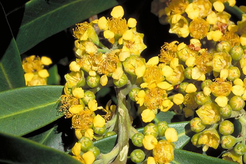 Vizi gumifa - Kanooka - Tristaniopsis laurina, Tristaniopsis laurina, évelő, fásszárú